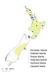 Cotoneaster pannosus distribution map based on databased records at CHR. 
 Image: K. Boardman © Landcare Research 2017 CC BY 3.0 NZ